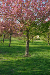 View of cherry blossom trees in sunlight