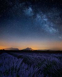 Scenic view of lavender field against sky at night