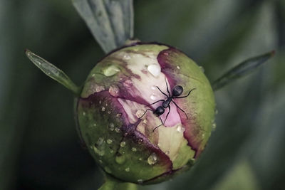 Close-up of insect on flower