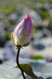 Close-up of pink flower