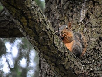 Squirrel on tree trunk