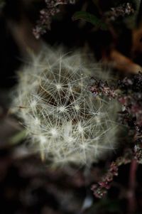 Close-up of dandelion flower