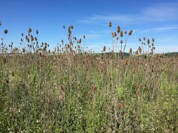 Plants growing on field against sky