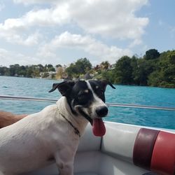 Dog looking at swimming pool against sky