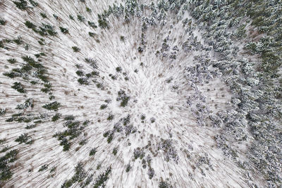 Directly above shot of plants on land