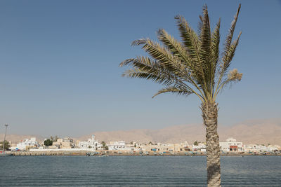 Palm tree by sea against clear sky