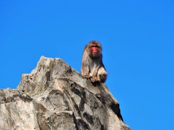 Low angle view of monkey on rock