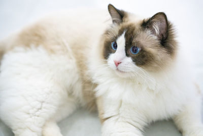 A very cute ragdoll cat is on the table