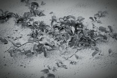 Close-up of flowers on sand