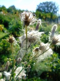 Close-up of plant