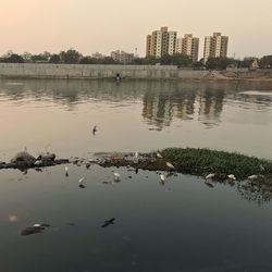 Flock of birds in city against sky