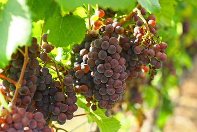 Close-up of grapes growing in vineyard