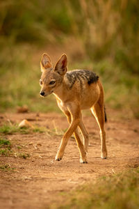 Black-backed jackal walking on land