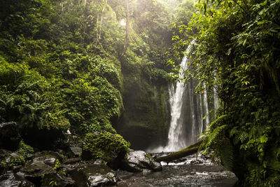 Scenic view of waterfall in forest