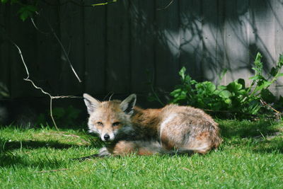 Portrait of fox on field