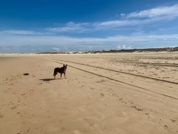 View of a dog on sand