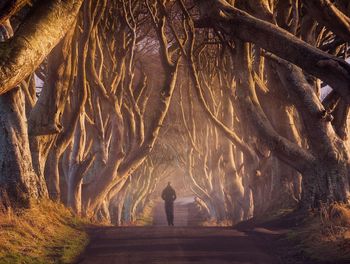 Rear view of man walking on road amidst trees