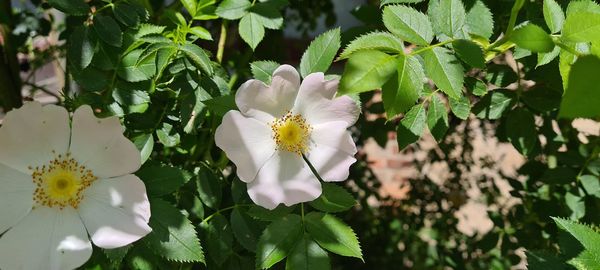 Close-up of white flowering plant