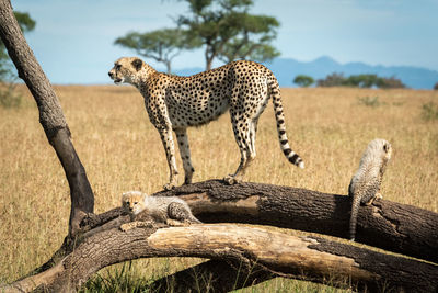Cheetah with cubs on tree branch