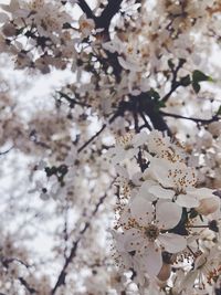 Close-up of cherry blossom