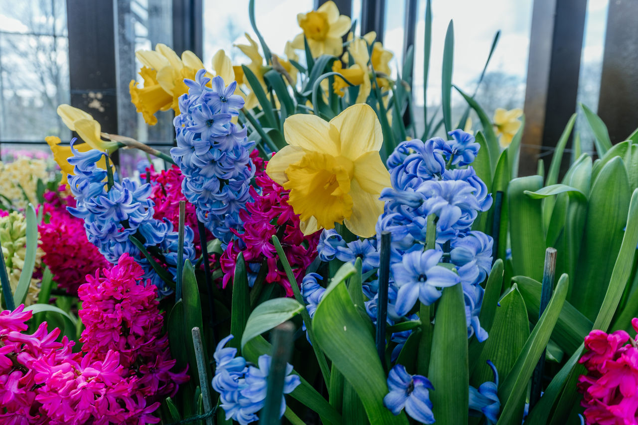 flowering plant, flower, plant, freshness, beauty in nature, multi colored, nature, fragility, close-up, floristry, flower head, no people, purple, tulip, window, day, outdoors, inflorescence, variation, flower arrangement, petal, growth, springtime, arrangement, yellow, daffodil, focus on foreground, bouquet, iris, vibrant color, bunch of flowers, business finance and industry
