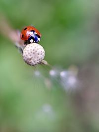 Close-up of ladybug on flower