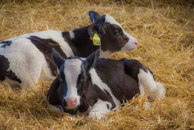 Close-up of dog relaxing on hay