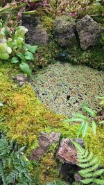 High angle view of grass in water