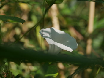 Close-up of white flower blooming outdoors