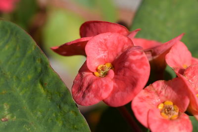 Close-up of red flower