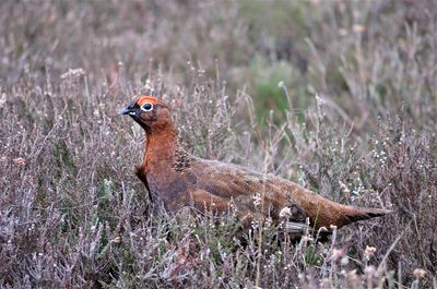 Side view of a bird on field