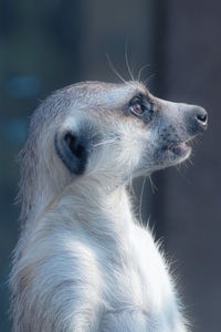 Close-up of meerkat on the alert 