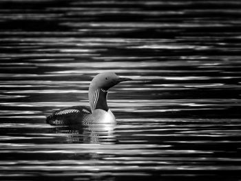 Loon swimming in a lake