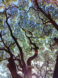 Low angle view of flowering tree against sky