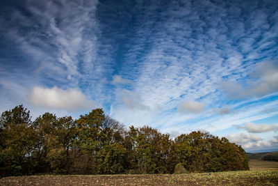 Low angle view of trees on field against sky