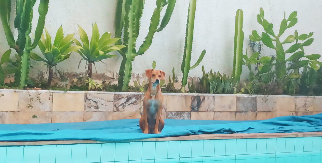 swimming pool, nature, swimming, water, one person, plant, day, wellbeing, relaxation, lifestyles, animal themes, poolside, animal, outdoors, one animal, palm tree, leisure activity, full length, adult, green, tropical climate