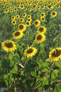 Sunflowers blooming on field