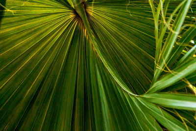 Close up of large frond on tree in the tropical greenhouse