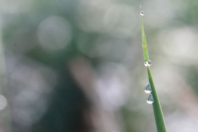 Close-up of water drops on plant