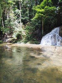 Scenic view of waterfall in forest