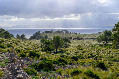 environment