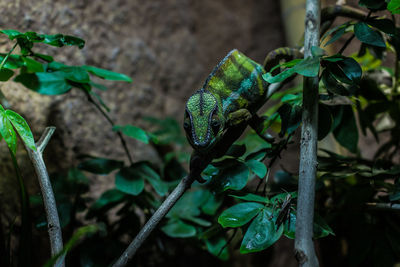 Close-up of chameleon on plant