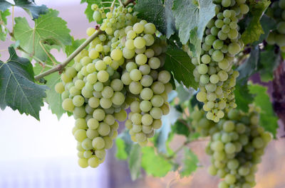 Low angle view of grapes hanging in vineyard