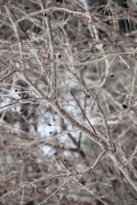 Close-up of frozen plant