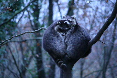 Low angle view of raccoons sitting on branch