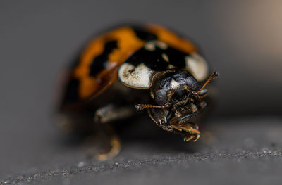 Close-up of ladybug cleaning itself 