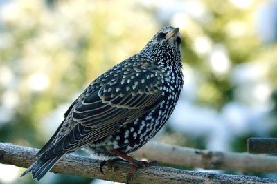 Close-up of bird perching on railing