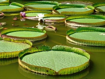 Water lily large leaves floating on water during sunny day