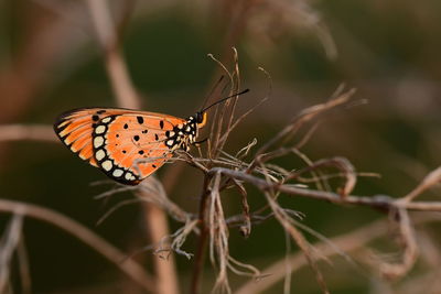 Close-up of butterfly on leaf