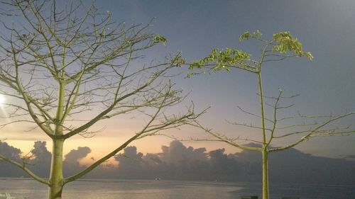 Tree by lake against sky